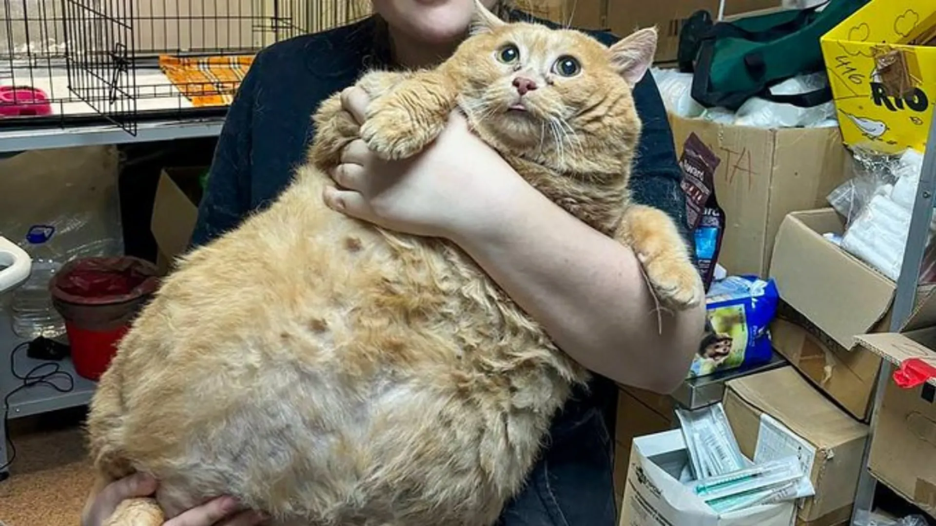 World’s fattest cat Crumbs loses his life after joining feline fat camp