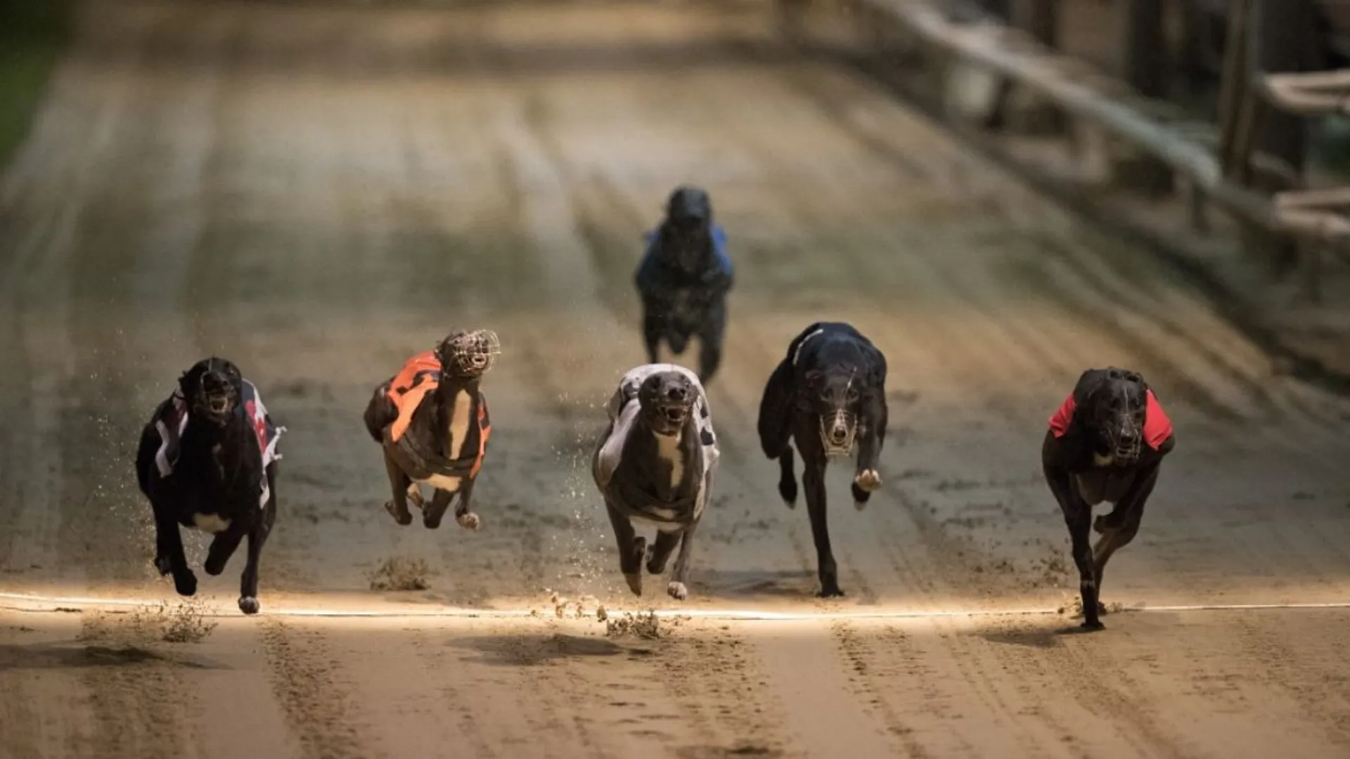 New Zealand proposes to ban greyhound racing due to high injury rates