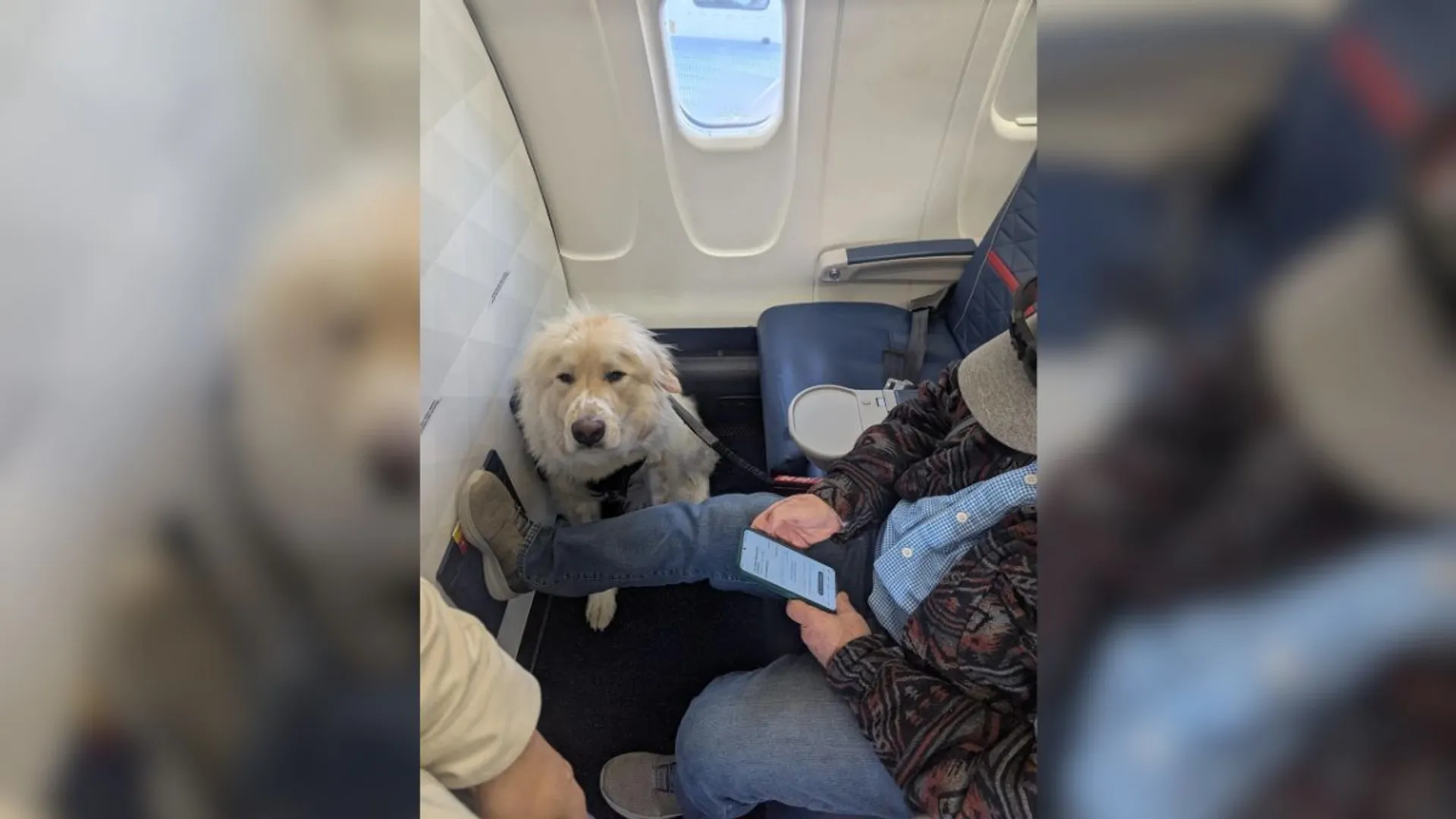 American Delta Airlines passenger shares 'ruff' story after getting bumped for a dog. Here's what happened