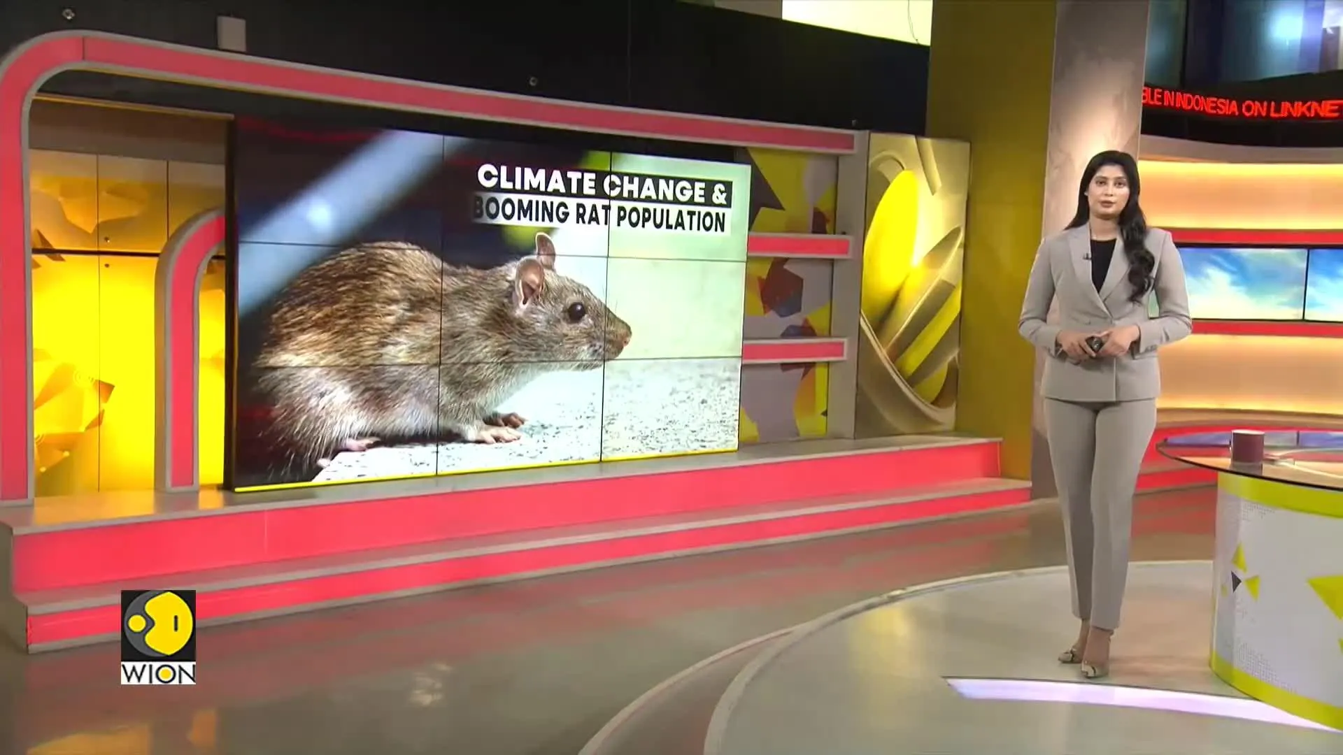 Rat population rising with climate change 