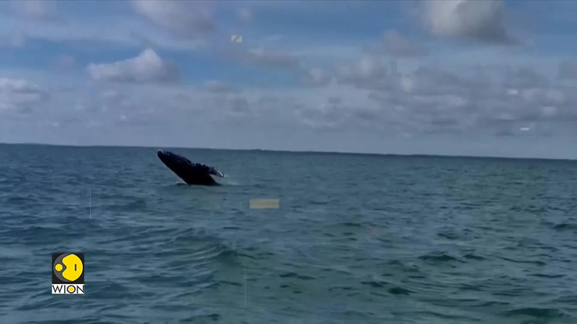 Whales sing after a good meal: Study