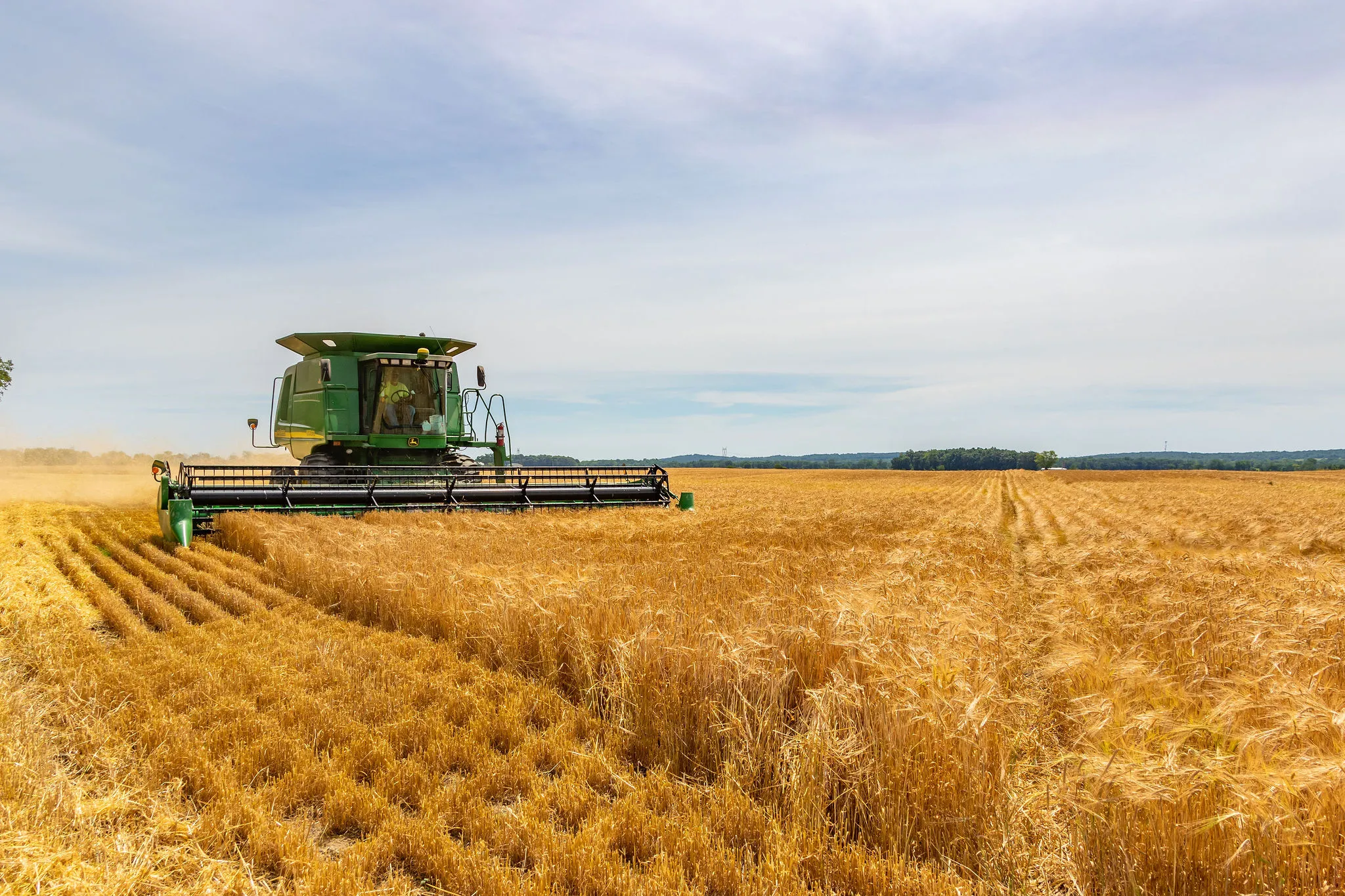 barley cultivation in india 