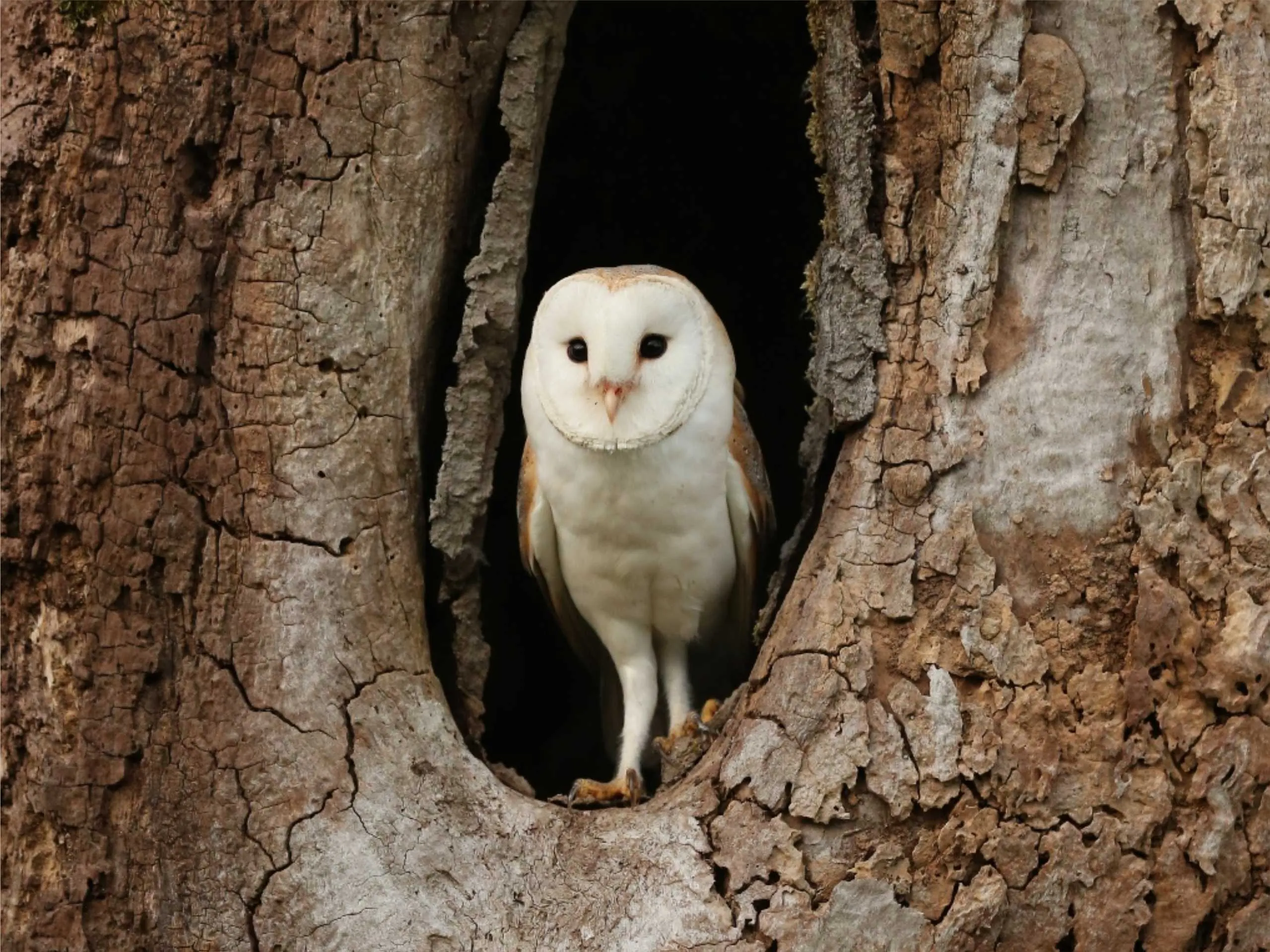 Owl in roost 