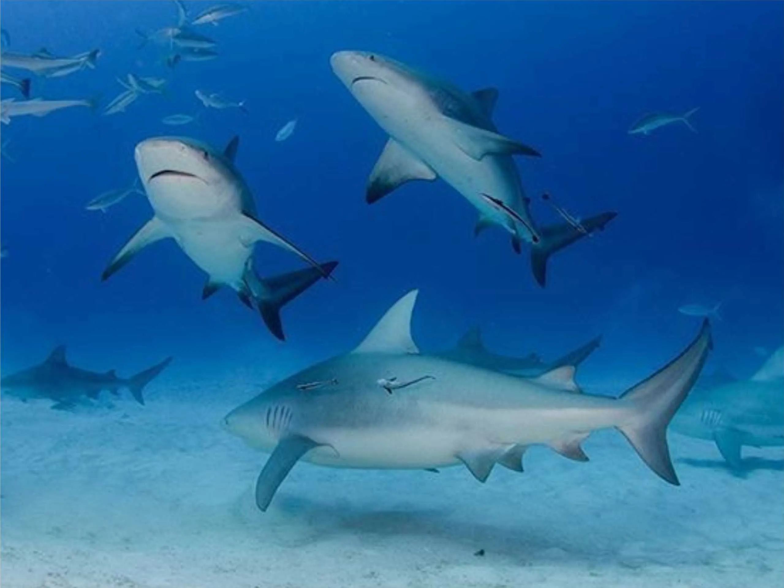 bull shark
