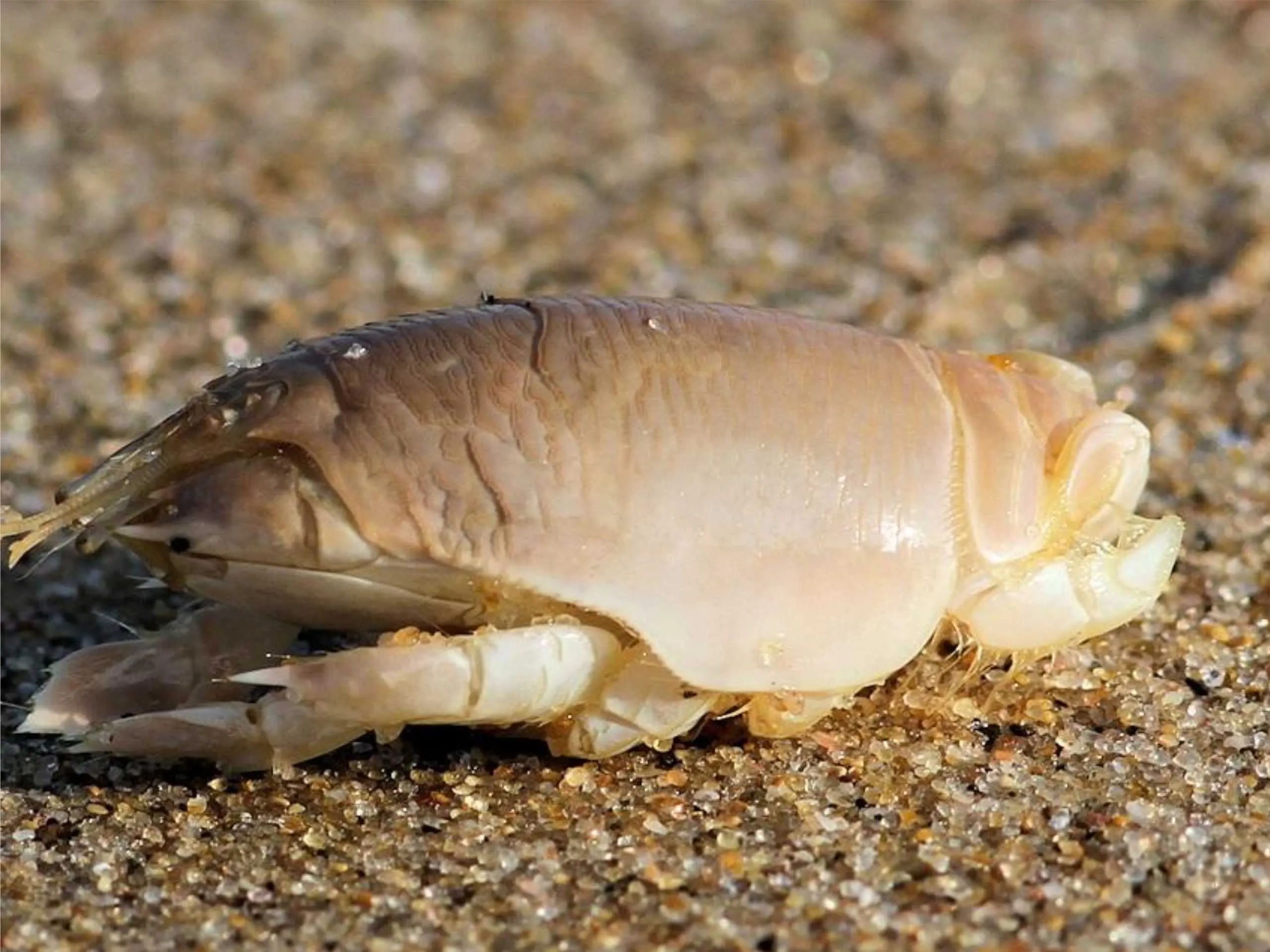 Mole Crab On sand