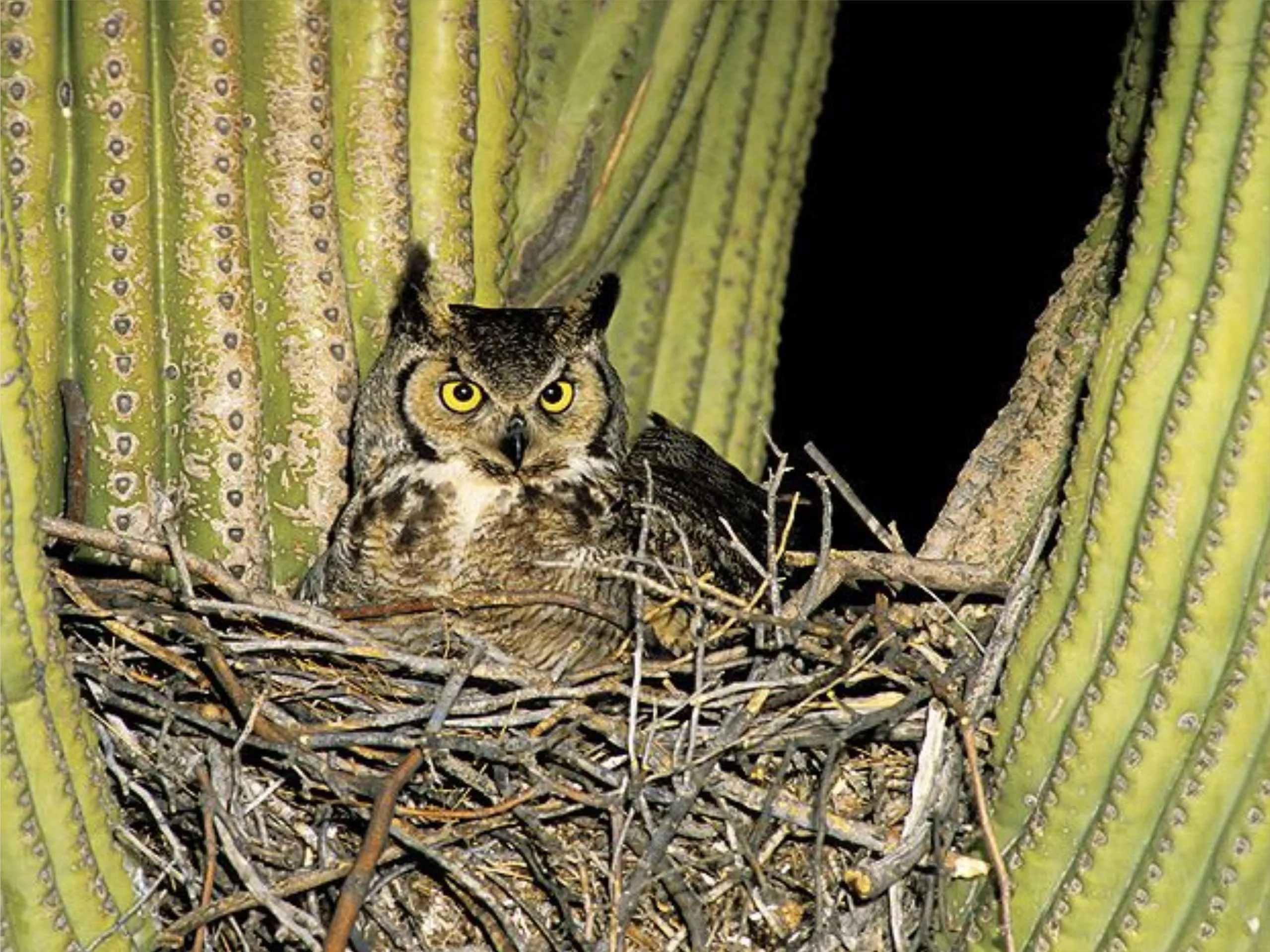 Owl resting in cacti roost