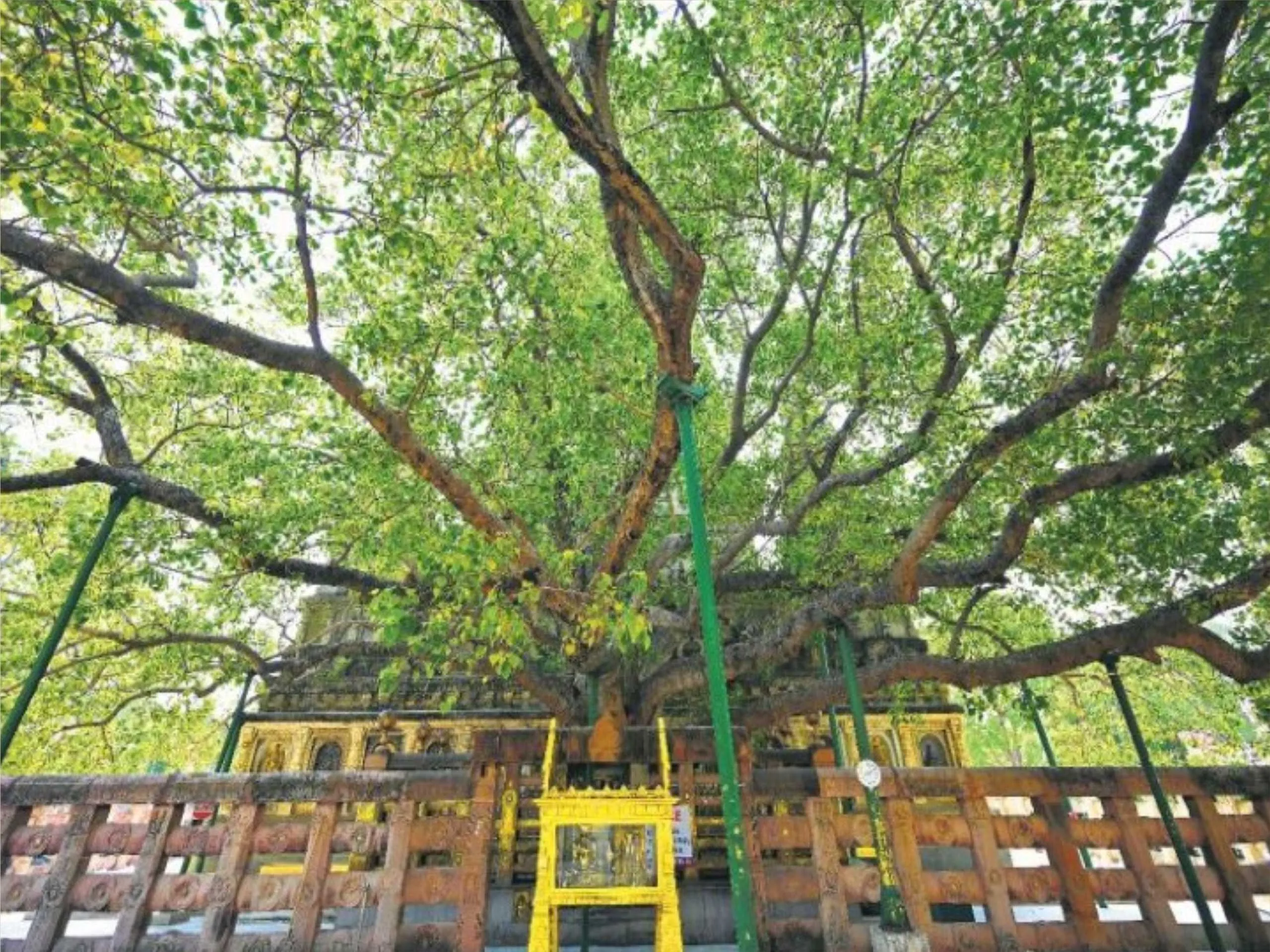 Bodhi tree