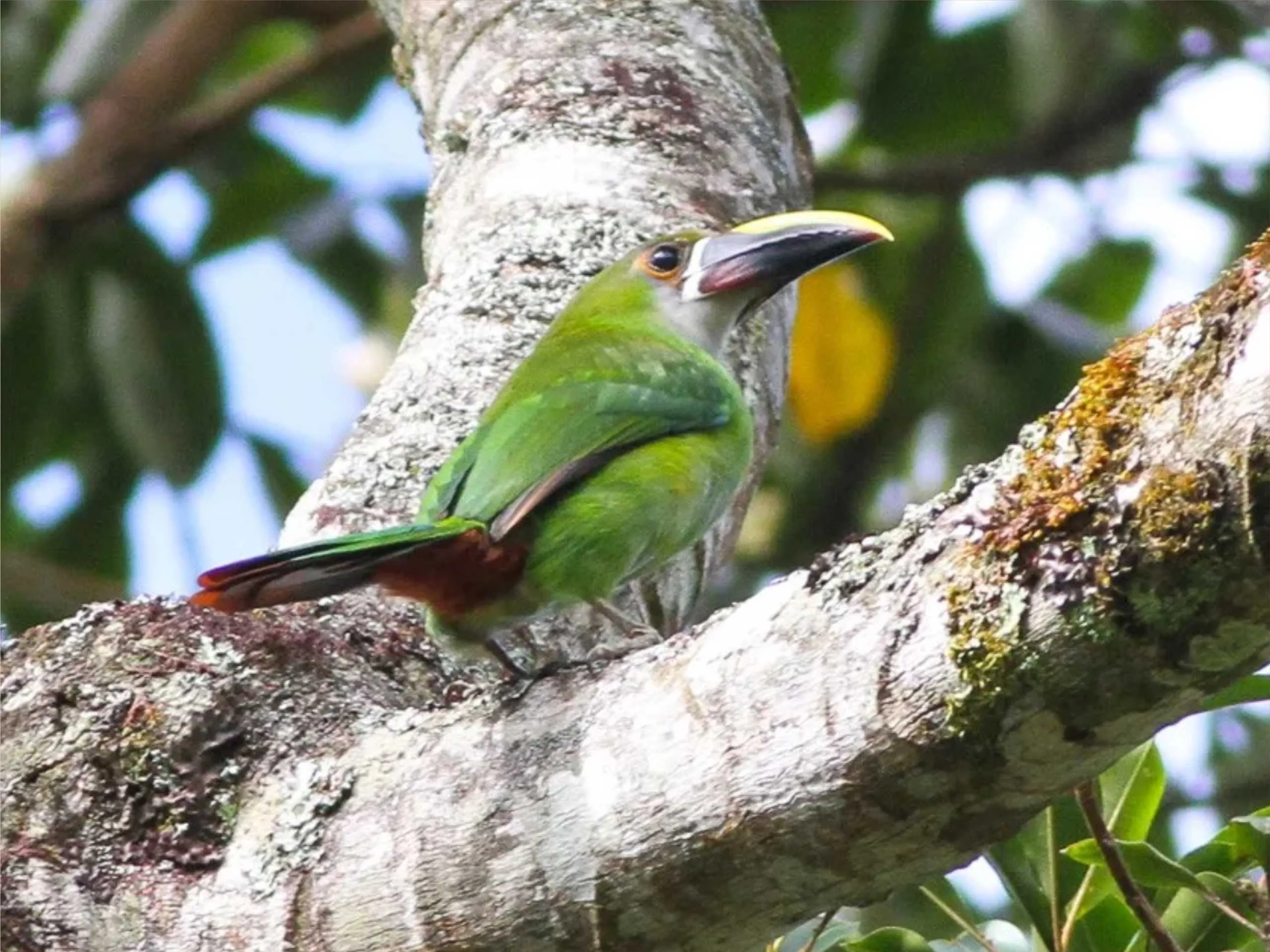 northern emerald toucanet 