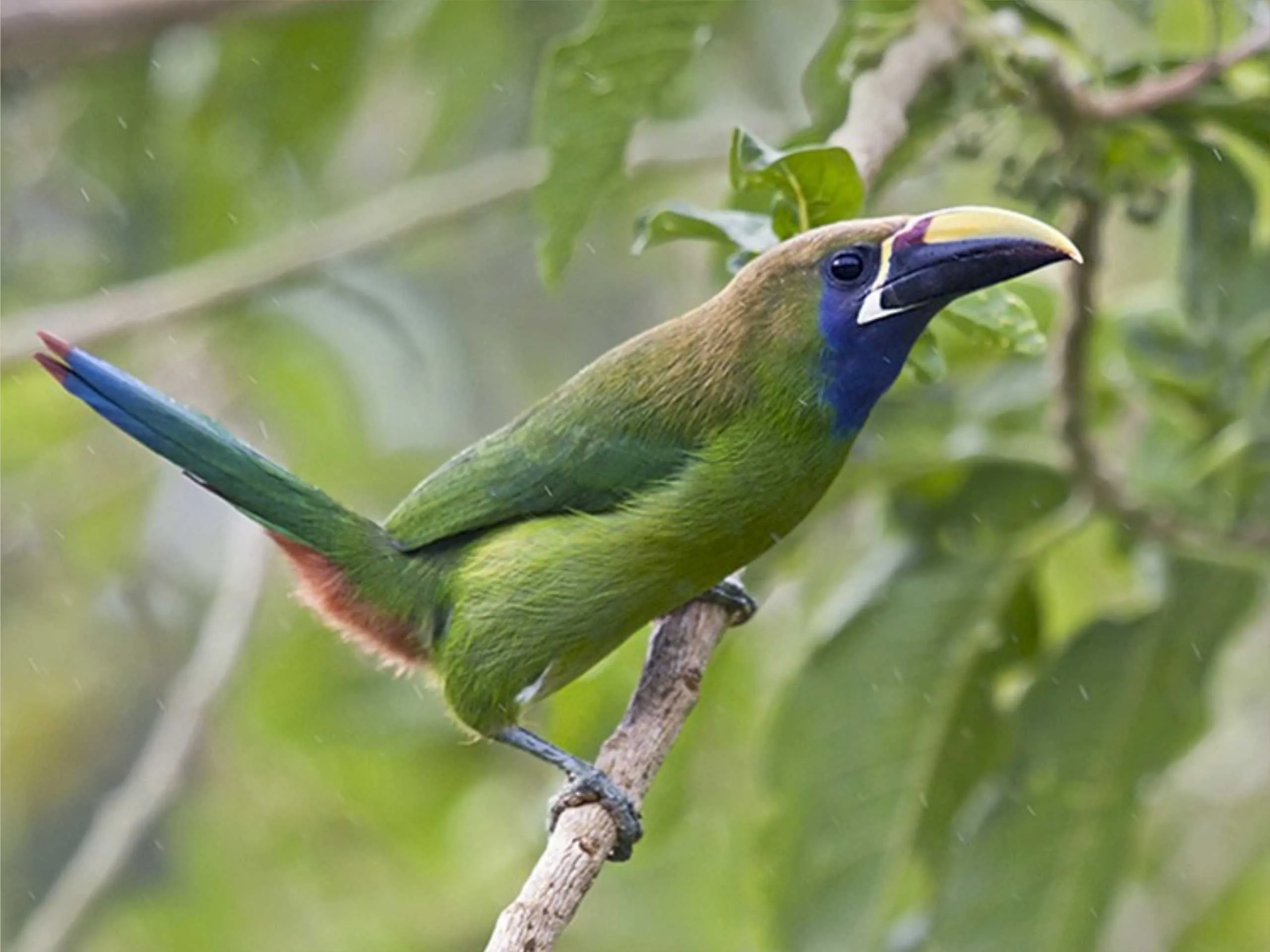 northern emerald toucanet 