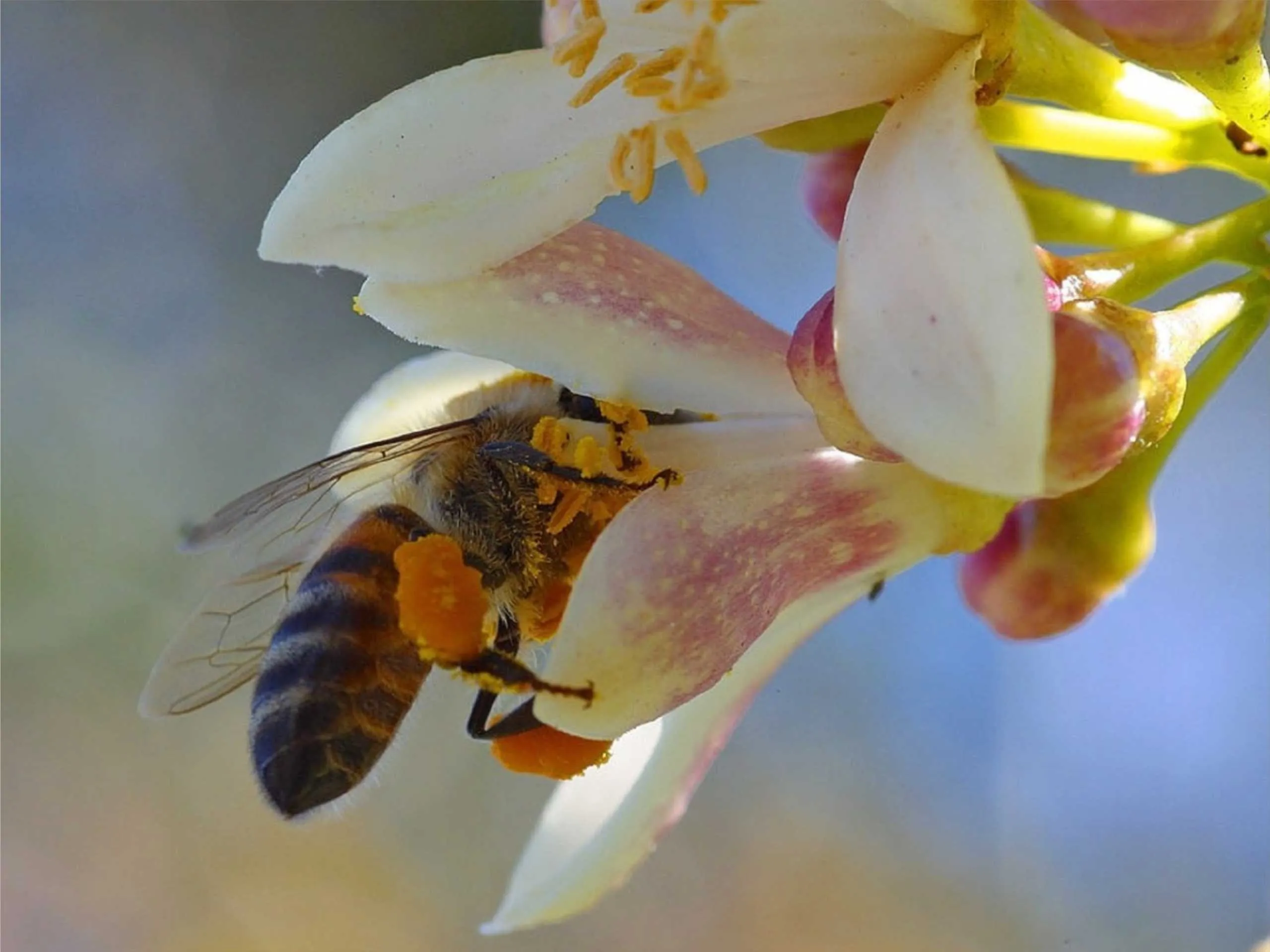 Stingless Honey bee