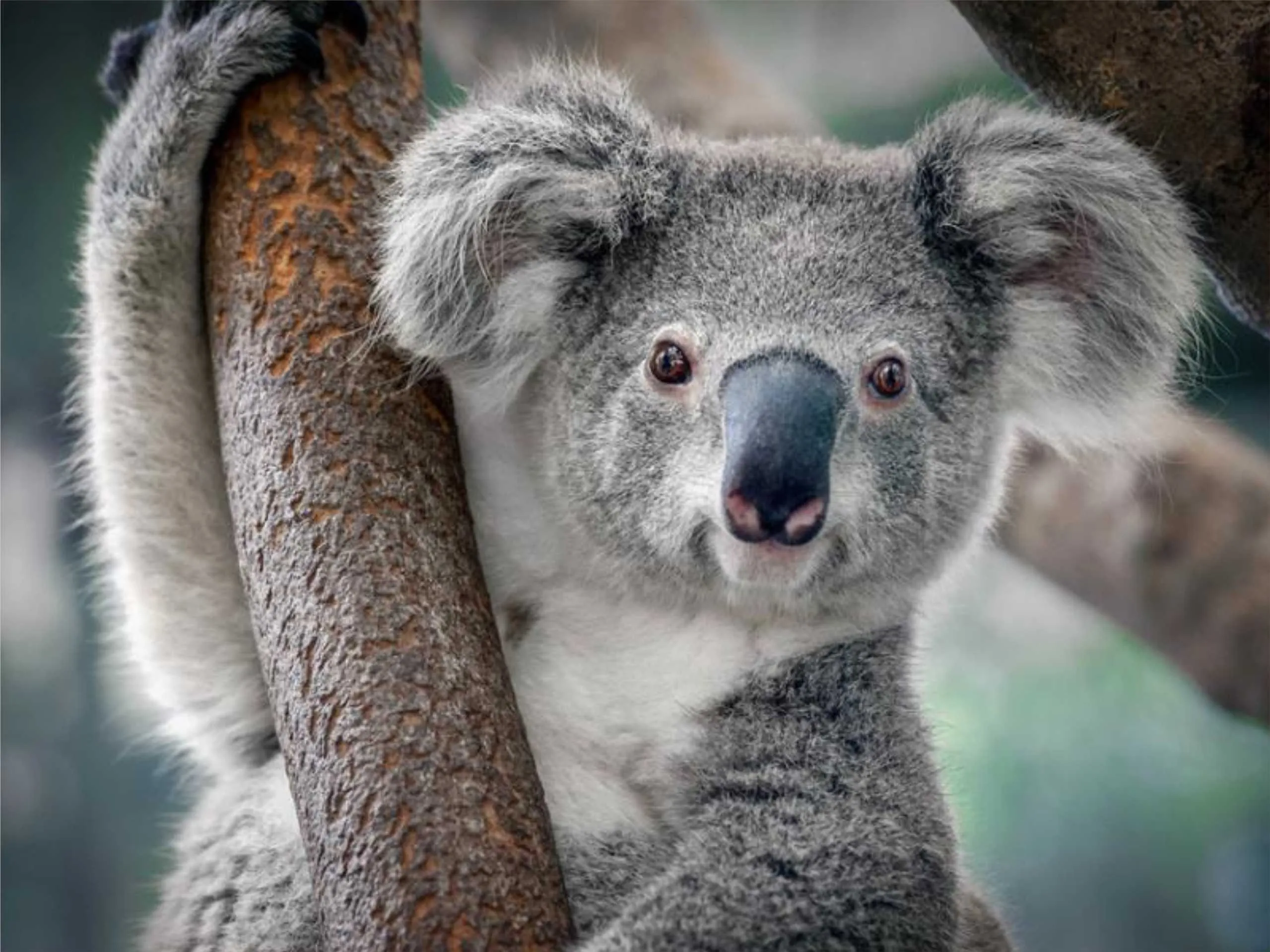 Koala 