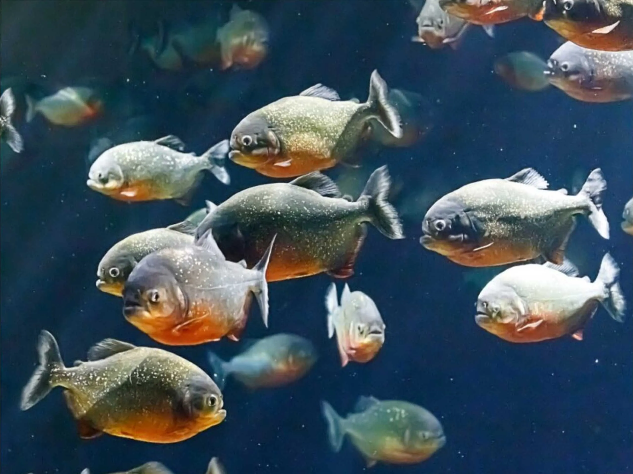 piranha 