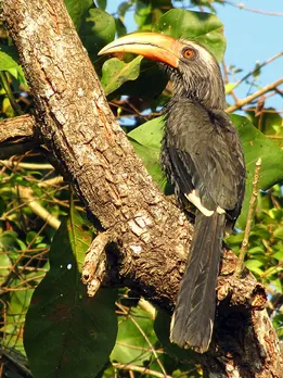 malabar-grey-hornbill-