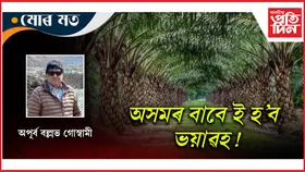 ২০২৬ৰ ভিতৰত ৬০,৩০০ হেক্টৰ ভূমিত তৈল পাম বাগিচাৰ লক্ষ্য পতঞ্জলিৰ