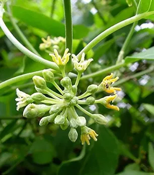 flowers of varsha dodi