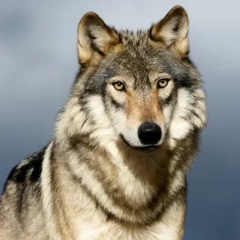 A close-up portrait of a gray wolf with intense yellow eyes. The wolf has a thick, gray and brown fur coat and a black nose. It is looking directly at the viewer with a calm but alert expression. The background is a blurred blue and gray sky.