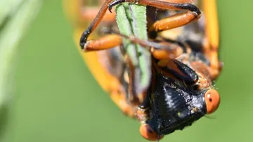 Cicada Mating Calls Mistaken for Sirens and Roars in South Carolina