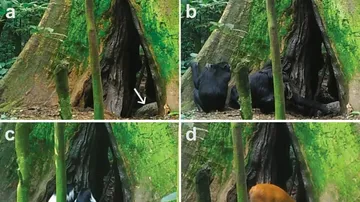 Deforestation Leads to Chimpanzees, Antelopes, and Monkeys Consuming Virus-Laden Bat Feces in Uganda