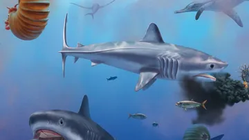 Prehistoric Shark Ptychodus Reconstructed Using Fossil Remains