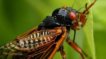 Trillions of Cicadas to Emerge Across Eastern US in Rare 17-Year Event