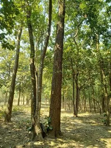 khisma forest