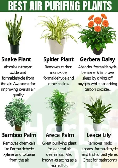 6 Best air-purifying plants from NASA clean air study. | Best air purifying  plants, Plants, Plant care houseplant