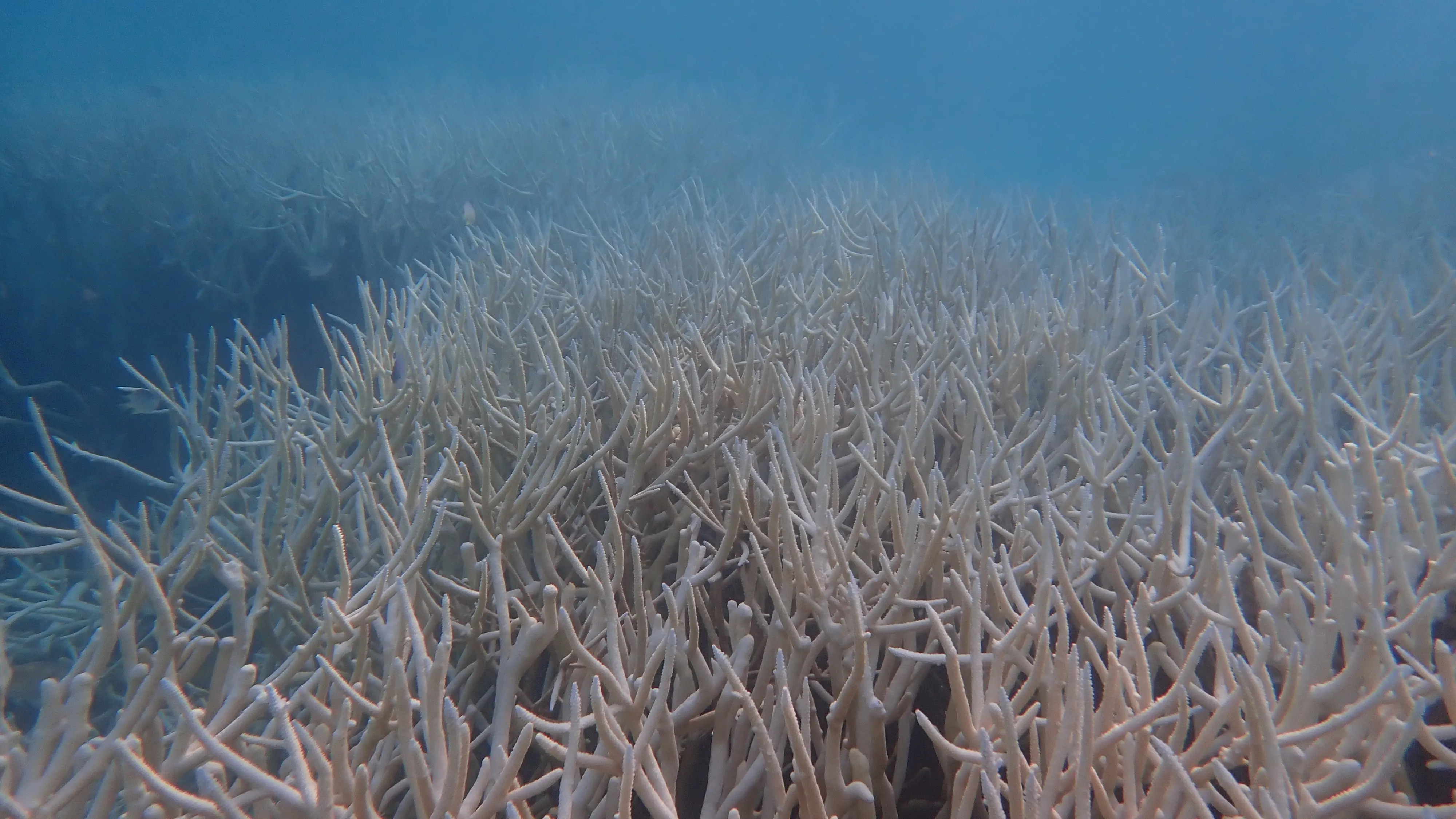 Lakshadweep | pearls bleached | heat wave