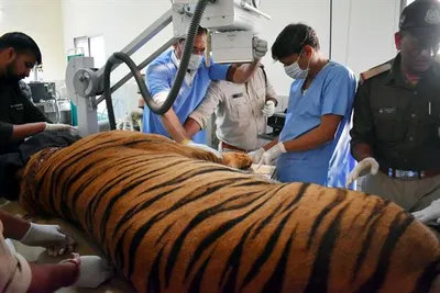 वन विहार में बांधवगढ टाईगर रिजर्व के नर बाघ 'छोटा भीम' का हो रहा उपचार