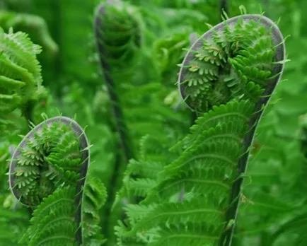 Fiddlehead fern. Pic: Flickr