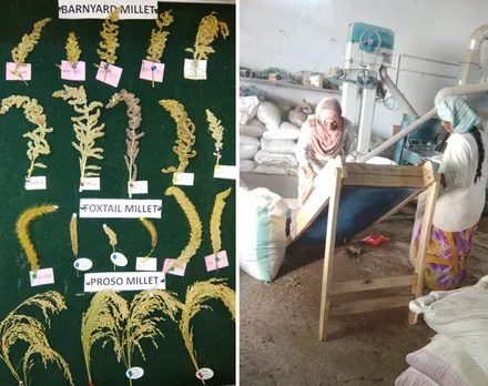 millets seeds and processing