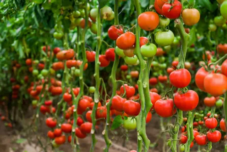 Vining Tomatoes vs. Bush Tomatoes: What's the Difference?