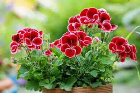 Geraniums winter flowers