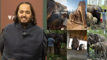 Short: Anant Ambani's Vantara will help in wildlife rescue-rehabilitation