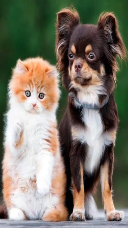 Dogs or Cats as pets: দুই প্রাণীর মধ্যে বাড়িতে পোষার জন্য কোনটা ভাল