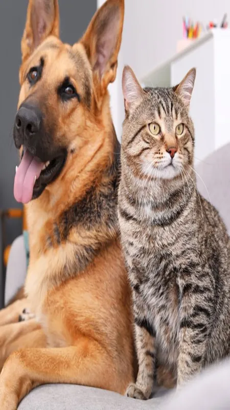 Pet care for hot and humid weather: গরমে আপনার পোষ্যের বিশেষ যত্ন প্রয়োজন