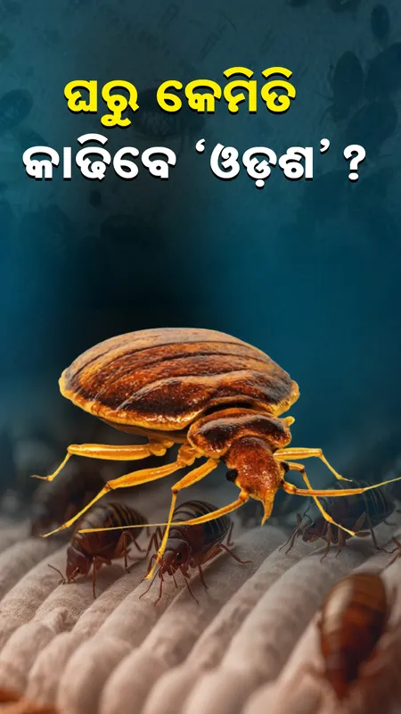 Bed Bug