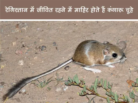 Short: Jungle World: रेगिस्तान में जीवित रहने में माहिर होते हैं कंगारू चूहे