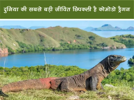 Short: Jungle World: दुनिया की सबसे बड़ी जीवित छिपकली है कोमोडो ड्रैगन