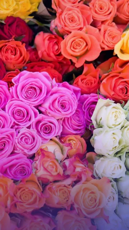 Top 10 Most Expensive Flowers in the World