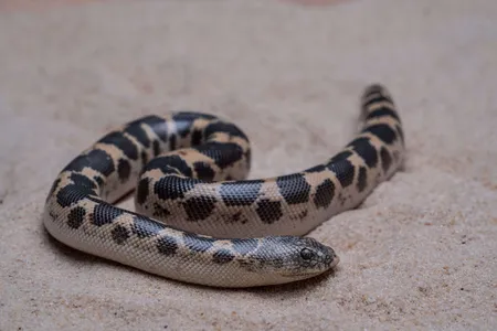 Sand Boa 