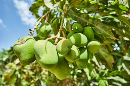 Green mango 