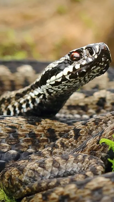 cover image 69