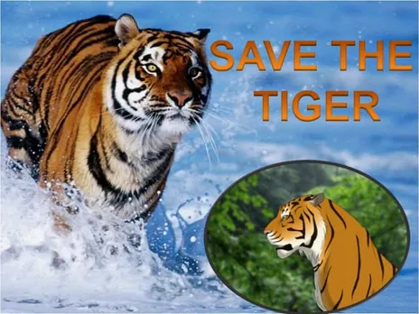 Save The Tigers | PPT