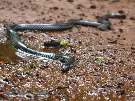 Pied-belly Shieldtail / Beddome's Black Earth Snake 