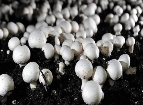 button mushrooms short crop cycle jind