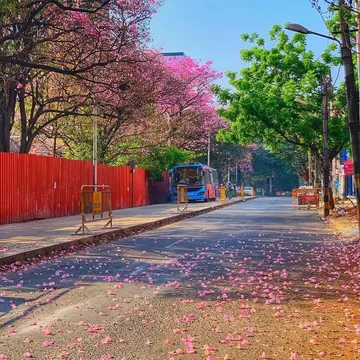 Bengaluru blooming all pink with cherry blossoms