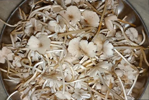 sand mushroom chati monsoon