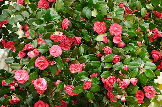 Camellias iStock image