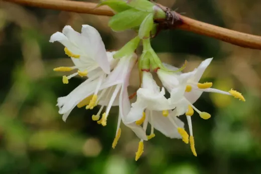 Winter honeysuckle | 