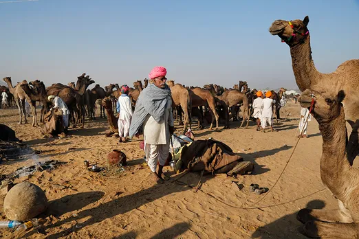 Save the camel; it may be extinct in a few decades